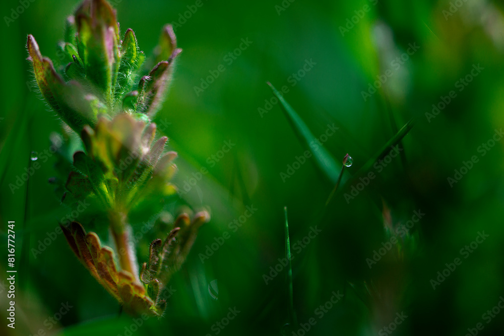 a green grass with small flowers and rain drops on it
