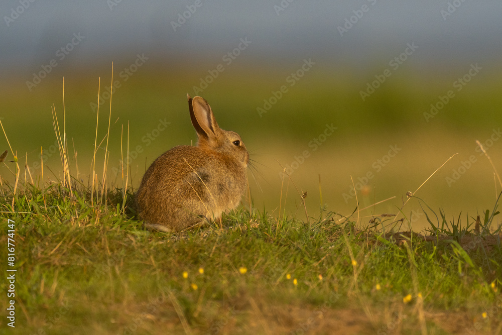 Fototapeta premium Closeup of a cute rabbit sitting in a meadow and relaxing