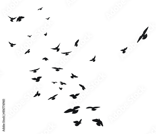 Silhouette sketch of a flock of flying birds, flight in different positions. Takeoff, flying, flight, flutter, hover, soaring, landing photo