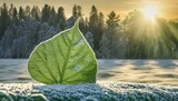 Frosty Dawn: The Beauty of a Frost-Covered Oversized Leaf