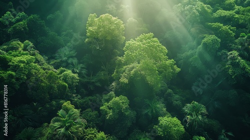 A verdant forest canopy seen from above, with sunlight filtering through the lush foliage, symbolizing the interconnectedness of all living things. The captivating. top view. Generative AI.