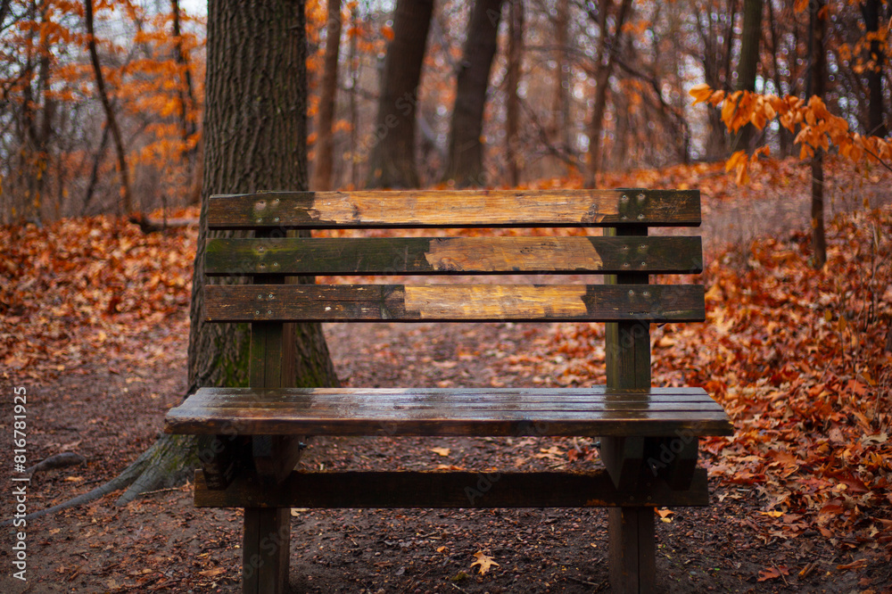 Wooden park bench in the middle of a blanket of fallen leaves, surrounded by tall trees Wooden park bench in the middle of a blanket of fallen leaves, surrounded by tall trees