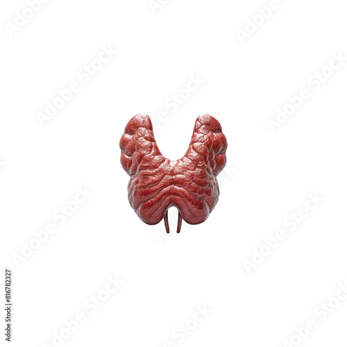 Image of the thyroid gland transparent photo