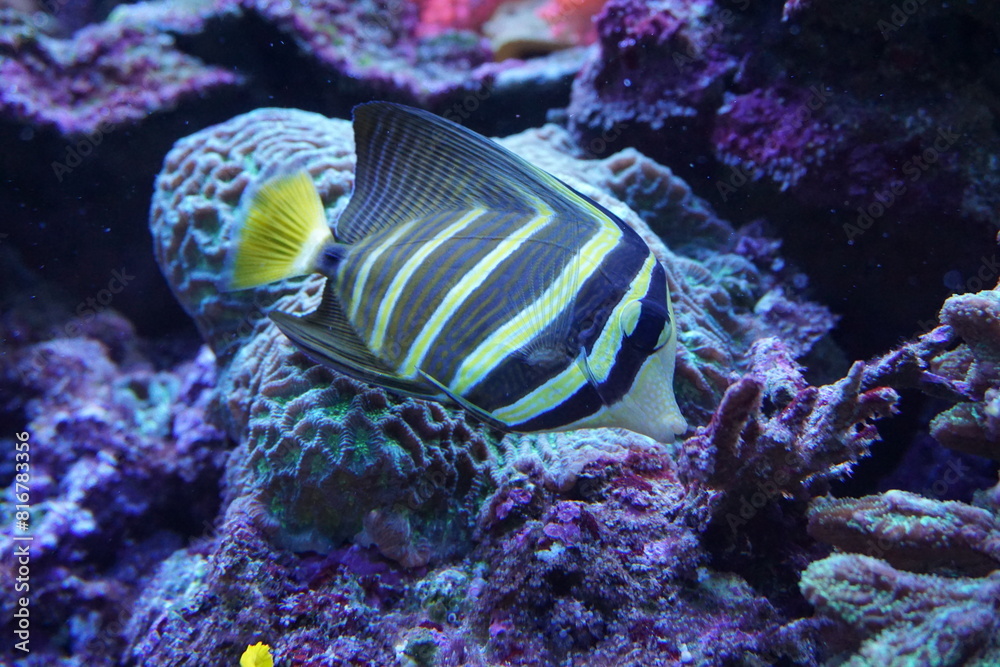 coral reef in aquarium coral reef in aquarium