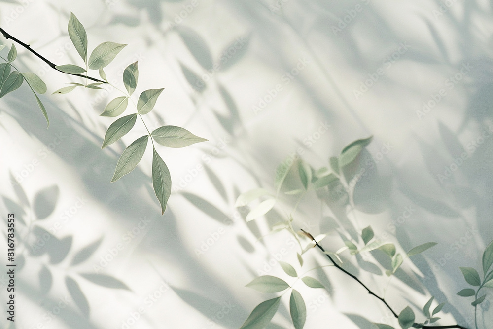 A white background with a tree branch casting a shadow on it A white background with a tree branch casting a shadow on it