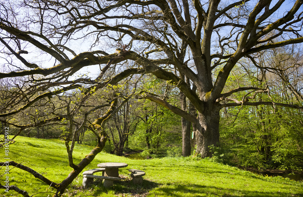 Okazały Dąb Szypułkowy - Quercus Robur