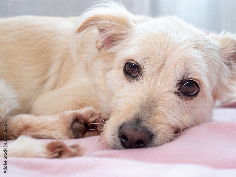 Small white dog relaxing on a pink blanket indoors in the morning Small white dog relaxing on a pink blanket indoors in the morning