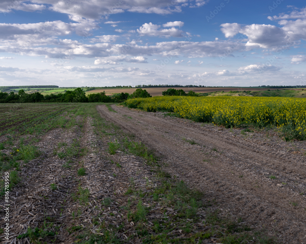 Rapeseed is ripening in the fields. Vast horizons of central Ukraine. Flying clouds along the field.Panoramic picture of the field.