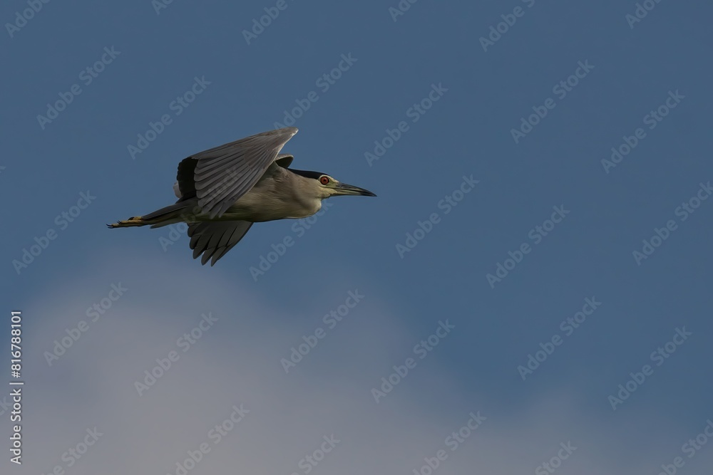 Fototapeta premium Black-crowned Night-heron in mid-flight against a picturesque backdrop of sunlit clouds