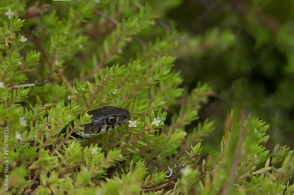 Grass snake perched atop a lush green plant, adorned with many leaves Grass snake perched atop a lush green plant, adorned with many leaves