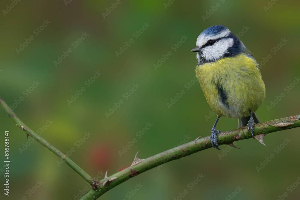 Blue tit perched on a branch of a tree, in a natural outdoor setting Blue tit perched on a branch of a tree, in a natural outdoor setting