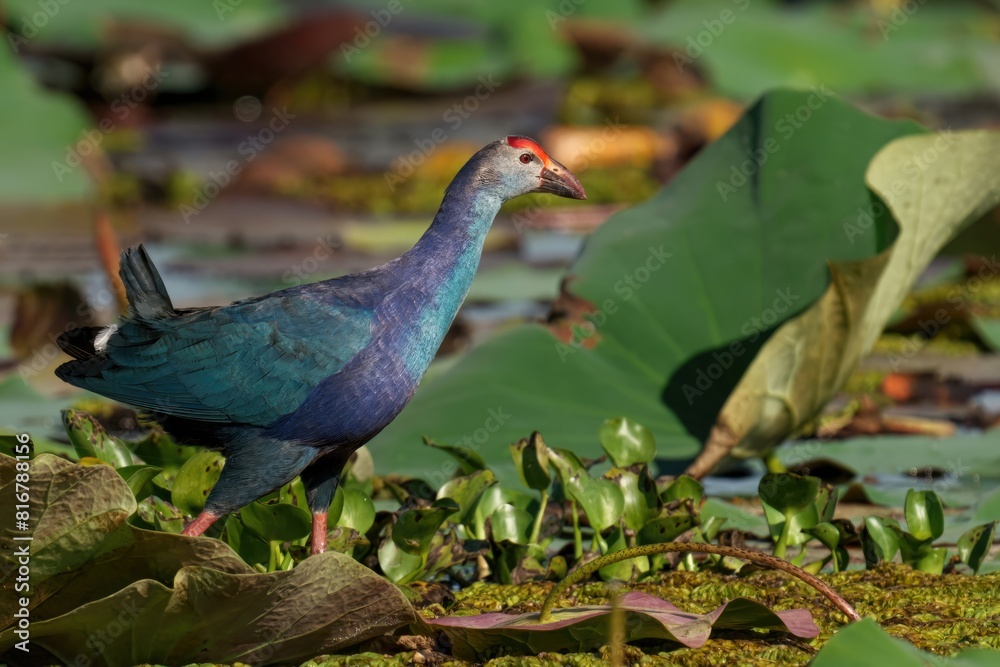 Obraz premium Grey-headed swamphen stands atop a lush green foliage background, perched atop a branch