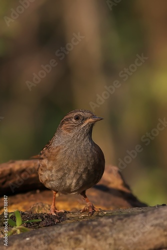 Hedge accentor perched on a log in a forest setting, looking upwards with its beady eyes