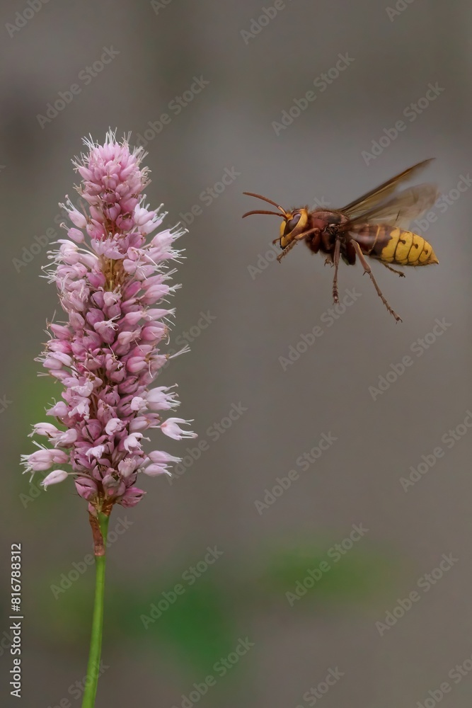 Vibrant, close-up shot of a hornet hovering over a vibrant pink field of flowers