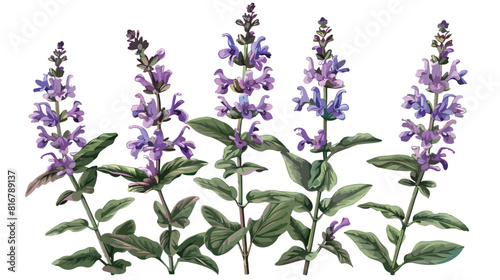 Salvia flowers or sage inflorescences isolated on whi