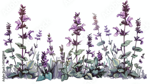 Salvia flowers or sage inflorescences isolated on whi photo