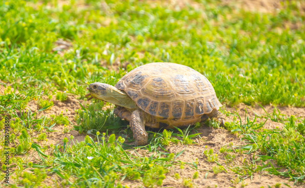Turtle in the steppe of Kazakhstan. Turtle in the grass. Turtle in the steppe of Kazakhstan. Turtle in the grass.