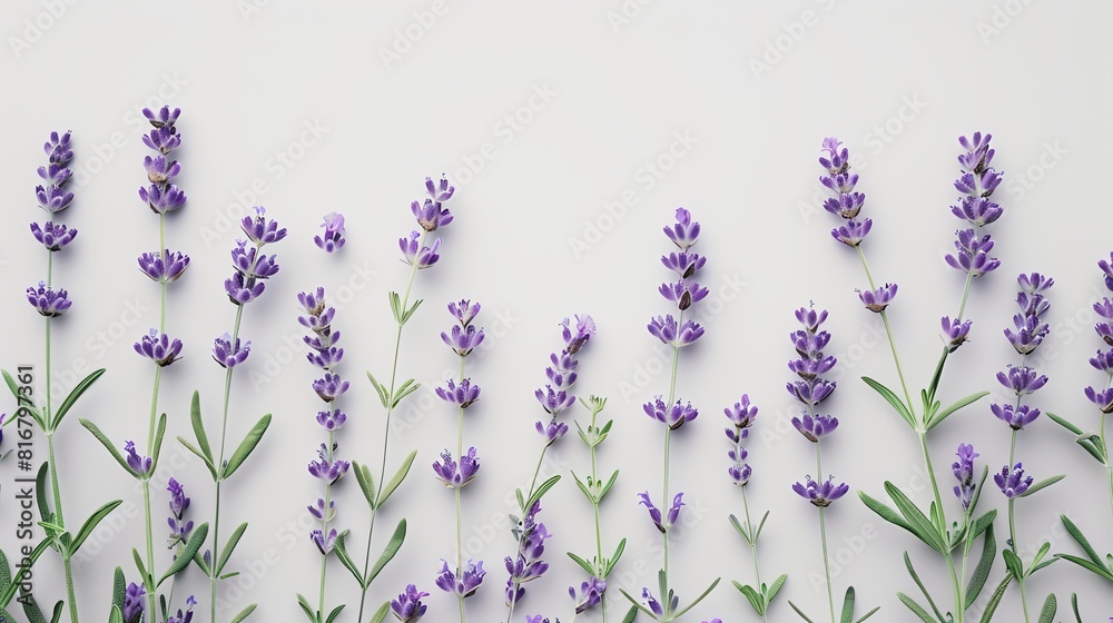 Naklejka premium A crisp image of lavender sprigs on a white background, capturing their aromatic purple flowers and green stems