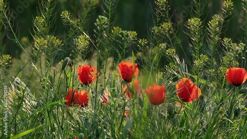 Wild field with red poppies and tall grass and forbs in backlight photo