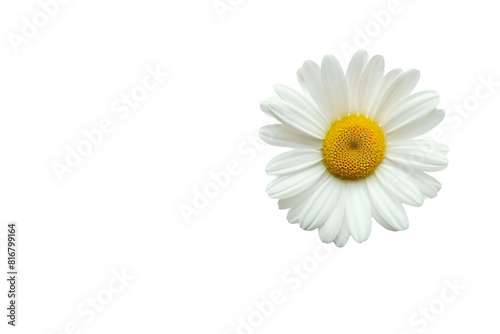 White Daisy on White Background