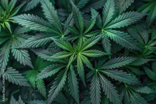 Cannabis texture marijuana leaf pile background