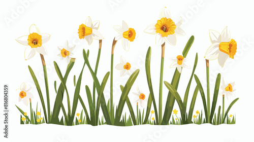 Spring daffodils. Narcissus garden flower buds and leaves