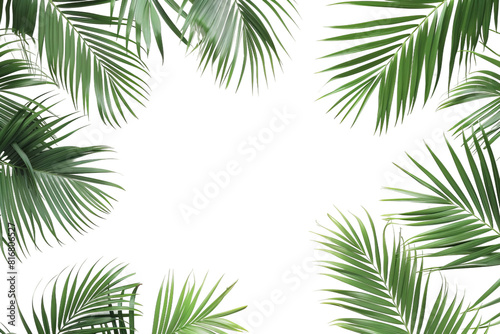 Palm Leaves Frame on White Background