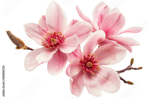 Three Pink Magnolia Flowers on a White Background © Cool Free Games