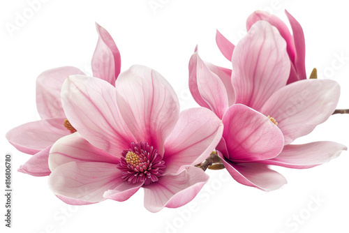 Three Pink Magnolia Flowers on a White Background