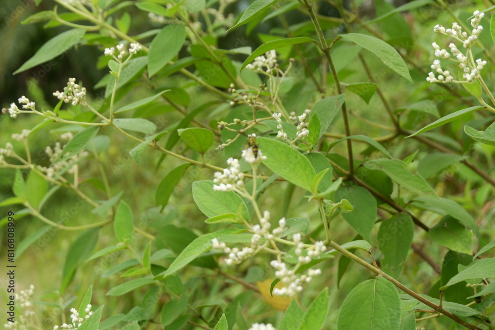photography of a flower plant which has the Latin name clibadium surinamense photography of a flower plant which has the Latin name clibadium surinamense