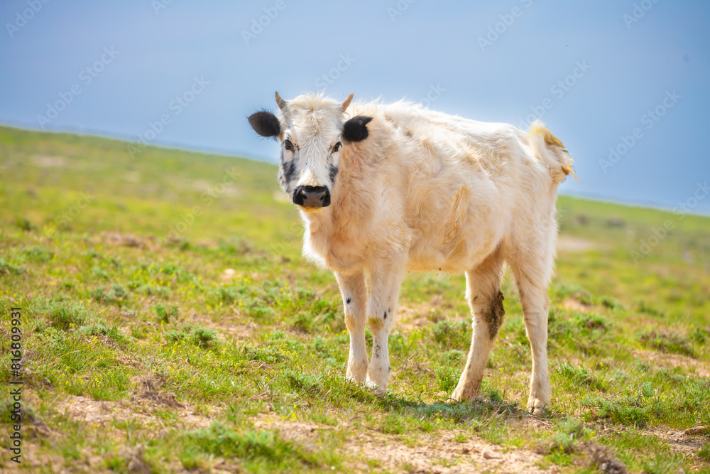 A cow and a newborn calf graze on a pasture in a green meadow. The concept of animal husbandry and organic food. A cow and a newborn calf graze on a pasture in a green meadow. The concept of animal husbandry and organic food.