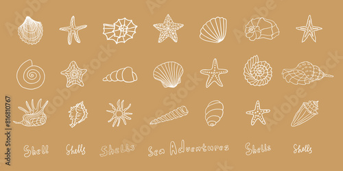 Large set of different types of seashells in doodle style. marine shell, starfish, snail, scallop. Travel design. Beach. Hand drawn vector illustration EPS10