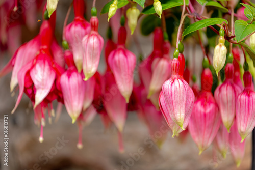 Selective focus pink flower of Hybrid fuchsia with green leaves in garden, Giant Hummingbird, Hybrid fuchsia is a species of flowering plant in the family of Evening Primrose, Nature flora background. photo