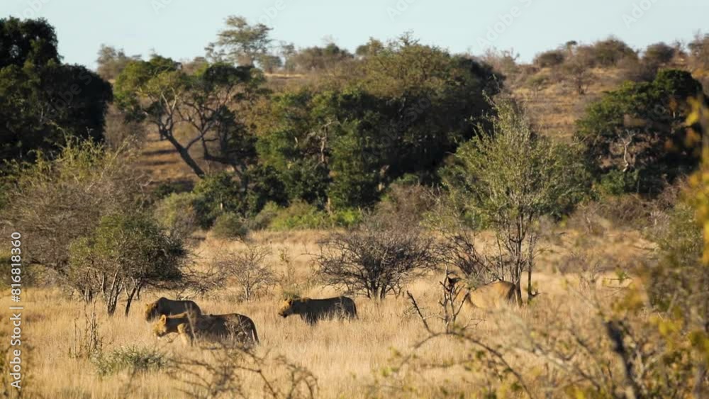 Pride of African lions walking in savannah in Kruger National park, South Africa ; Specie Panthera leo family of Felidae Pride of African lions walking in savannah in Kruger National park, South Africa ; Specie Panthera leo family of Felidae