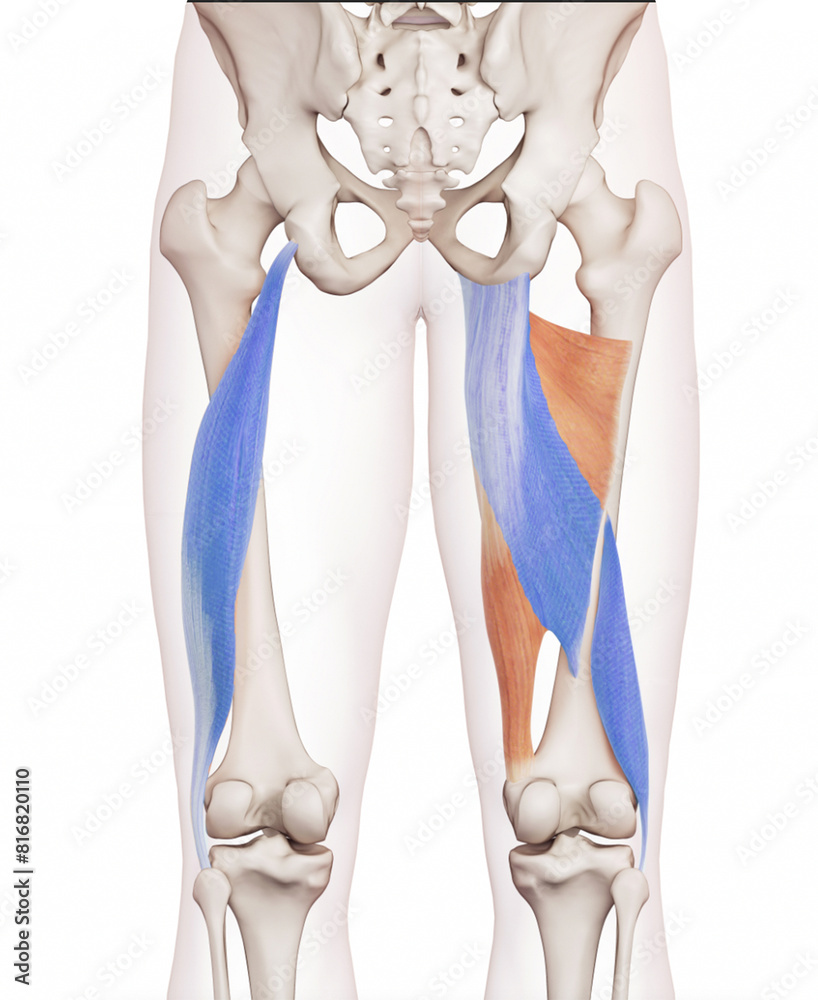 Spiral line of the thigh (Forth hamstring) - adductor magnus, biceps ...
