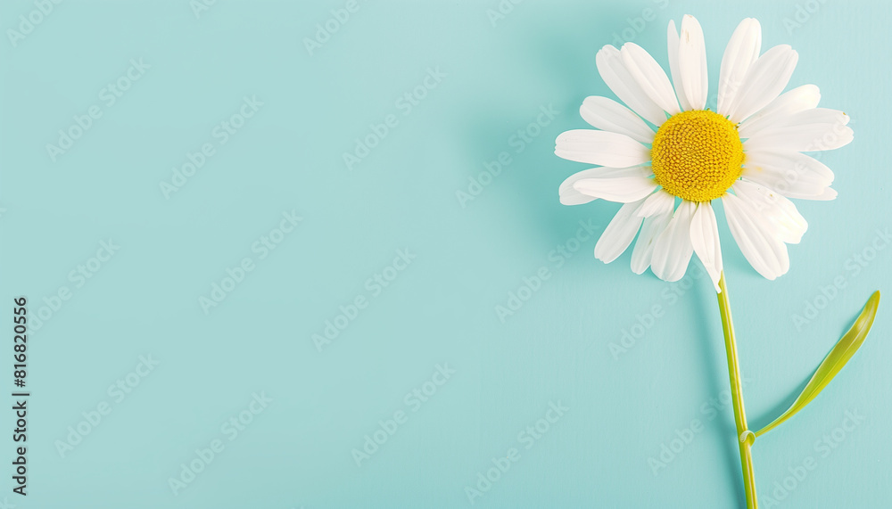 Daisy flower close up in light blue background Daisy flower close up in light blue background