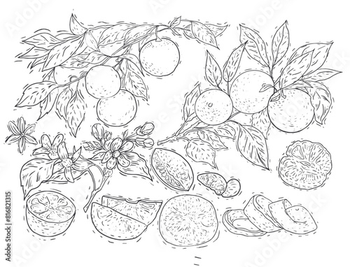 Orange fruit drawn in watercolor set separately on a white background juicy juice leaves fruit exotic orange color