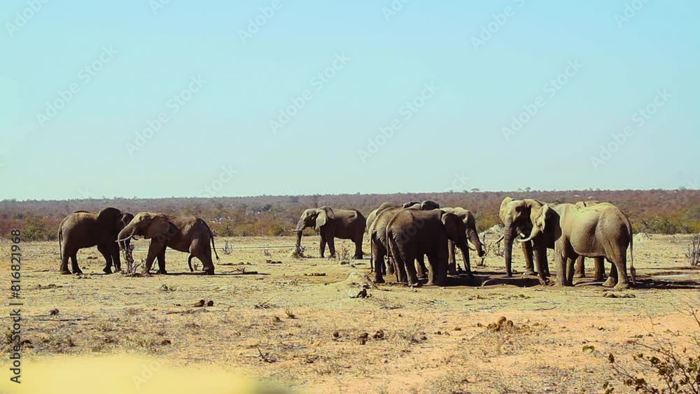 Small group of African bush elephant drinking in waterhole in Kruger National park, South Africa ; Specie Loxodonta africana family of Elephantidae Small group of African bush elephant drinking in waterhole in Kruger National park, South Africa ; Specie Loxodonta africana family of Elephantidae