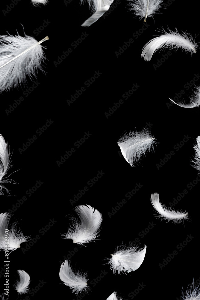 Obraz premium White feather isolated on a black background.