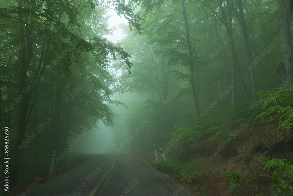 Obraz premium morning in the woods