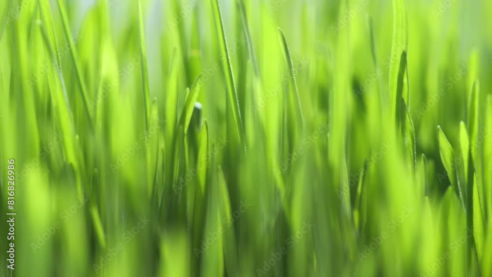 Lush green grass. Spring morning in nature, sun breaks through the stalks of grass. 4K Lush green grass. Spring morning in nature, sun breaks through the stalks of grass. 4K