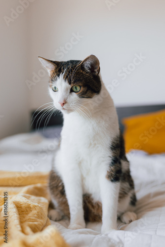 White with gray cat lies in bed at home, house comfort concept, indoor. Cope space. Adopt pets banner, full body. High quality photo