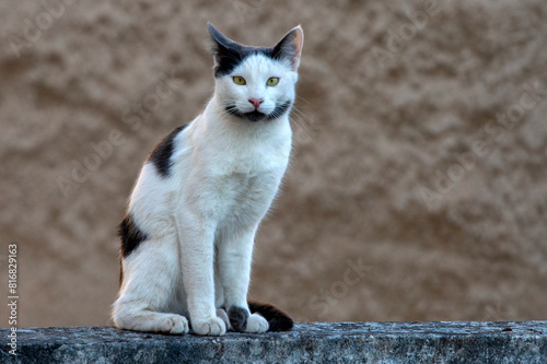 black and white cat standing on a cement fence,  looking the camera, against brown background. selective focus
