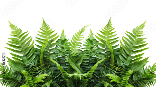 Lush green ferns gracefully swaying against a pure white backdrop  creating a serene and enchanting scene