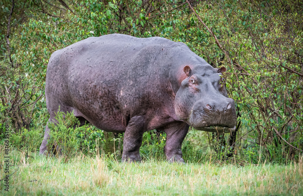 Here is one example of many animals I photographed in Kenya. This photo was specifically taken in the Masai Mara. Here is one example of many animals I photographed in Kenya. This photo was specifically taken in the Masai Mara.