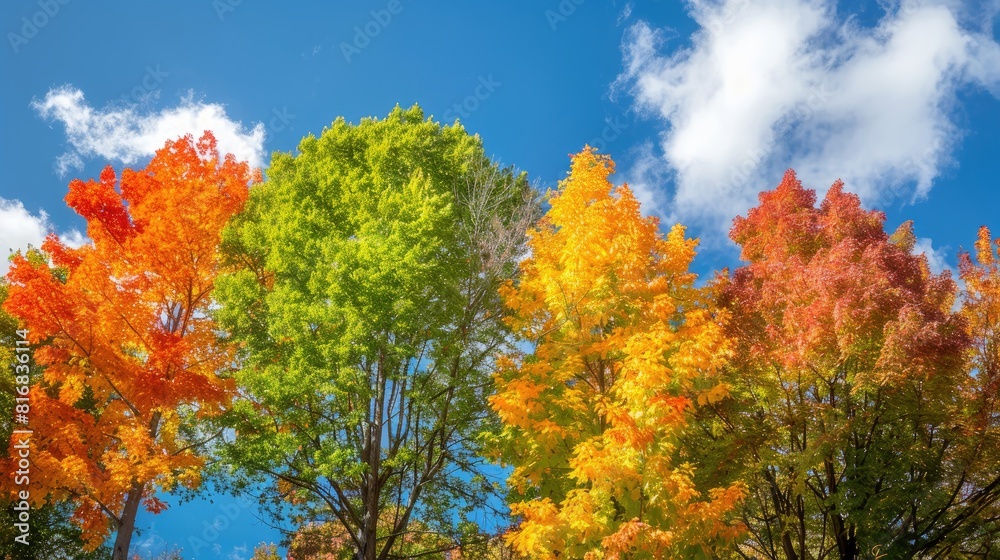Fall trees displaying orange green and yellow hues against a blue sky Fall trees displaying orange green and yellow hues against a blue sky