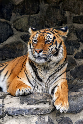  a striped tiger lying on the stones in the zoo