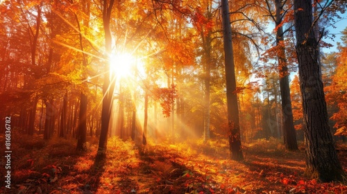 Beautiful Sunlight Filtering Through Trees in the Autumn Forest