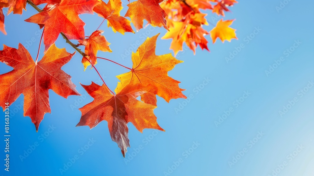 Bright red and orange autumn leaves against a clear blue sky Bright red and orange autumn leaves against a clear blue sky