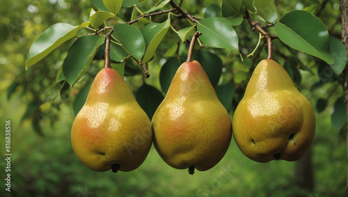 Three brown pears hanging from a tree branch with green leaves in the background.